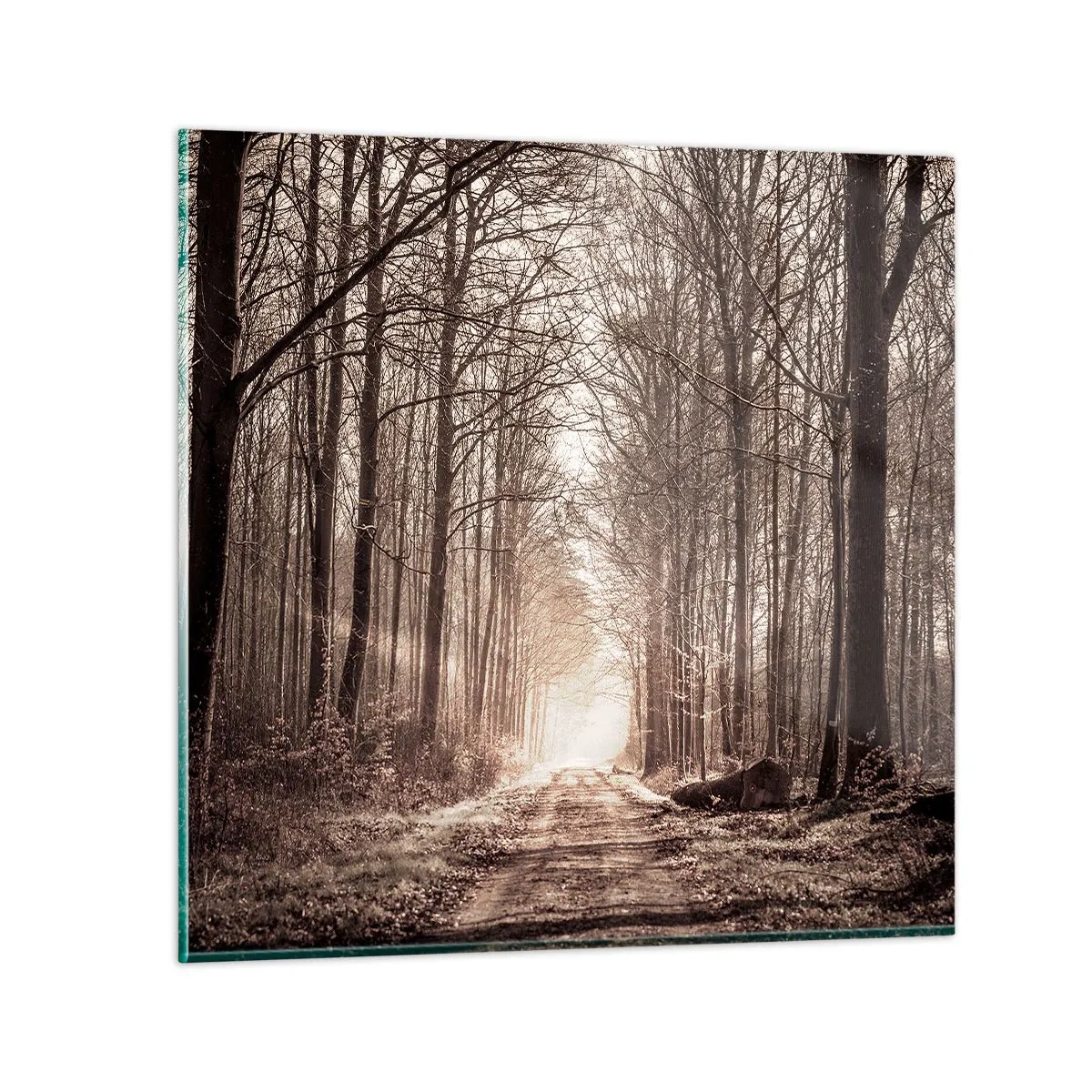 Billede på glas - Skovkatedralen - 70x70 cm