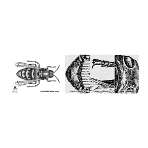 Prøve Fototapet Premium Canvas - Fra en insektplanet - Hveps, Insekt, Minimalistisk - 100x30 cm