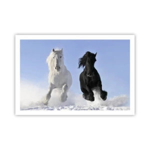 Plakat - Sort og hvid galop - 91x61 cm