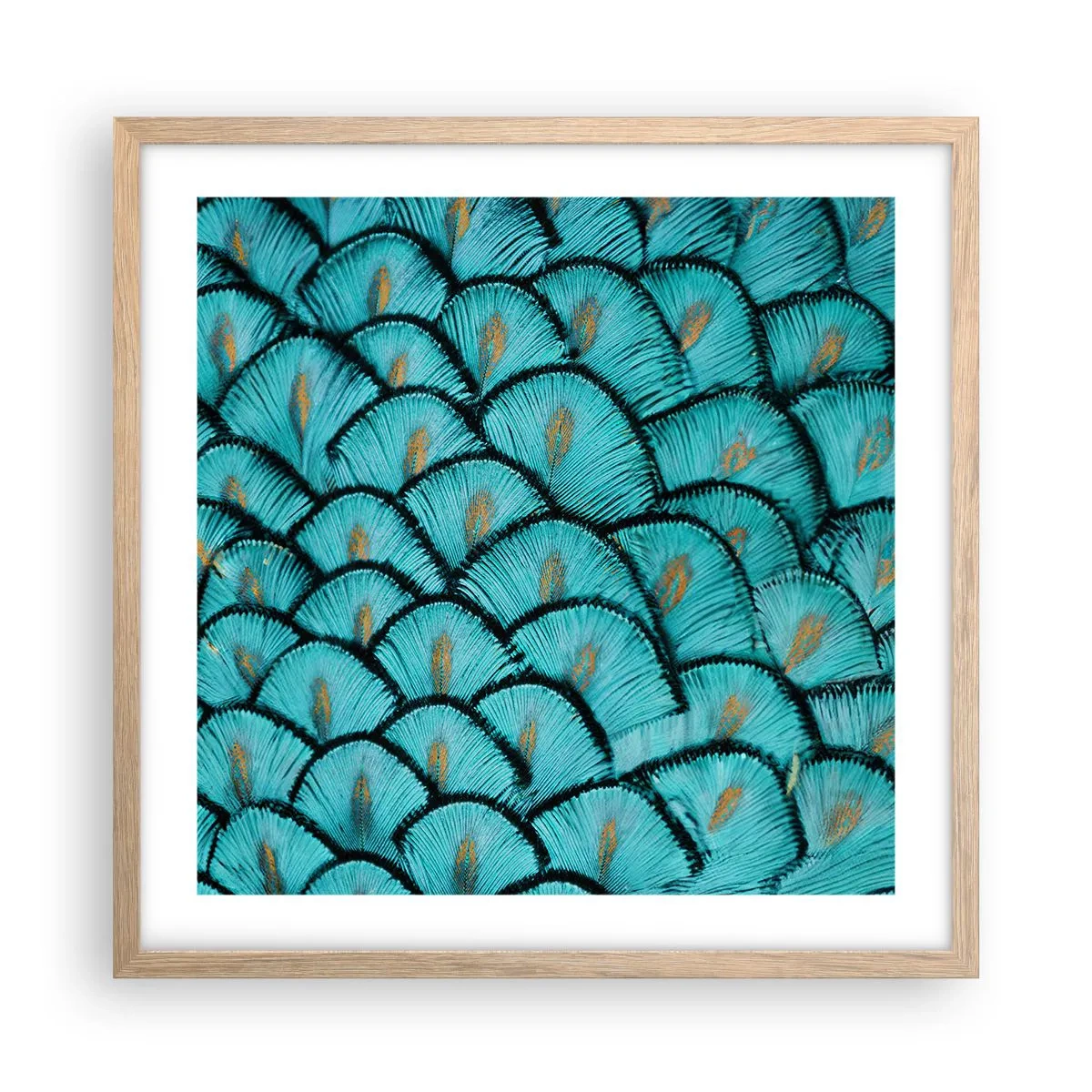 Plakat i ramme af lyst egetræ - Den store fjer-galla - 50x50 cm