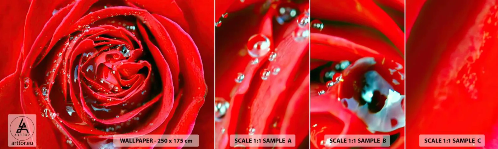 Fototapet Prøve Standard Eco - I dråber af dug - Blomster, Rød rose, Elsker - 100x30 cm