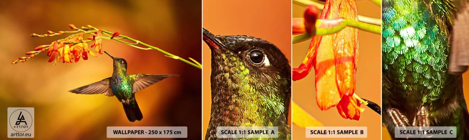 Prøve Fototapet Selvklæbende Deluxe Sticker - Maya lysets budbringer - Kolibri, Fugl, Natur - 100x30 cm