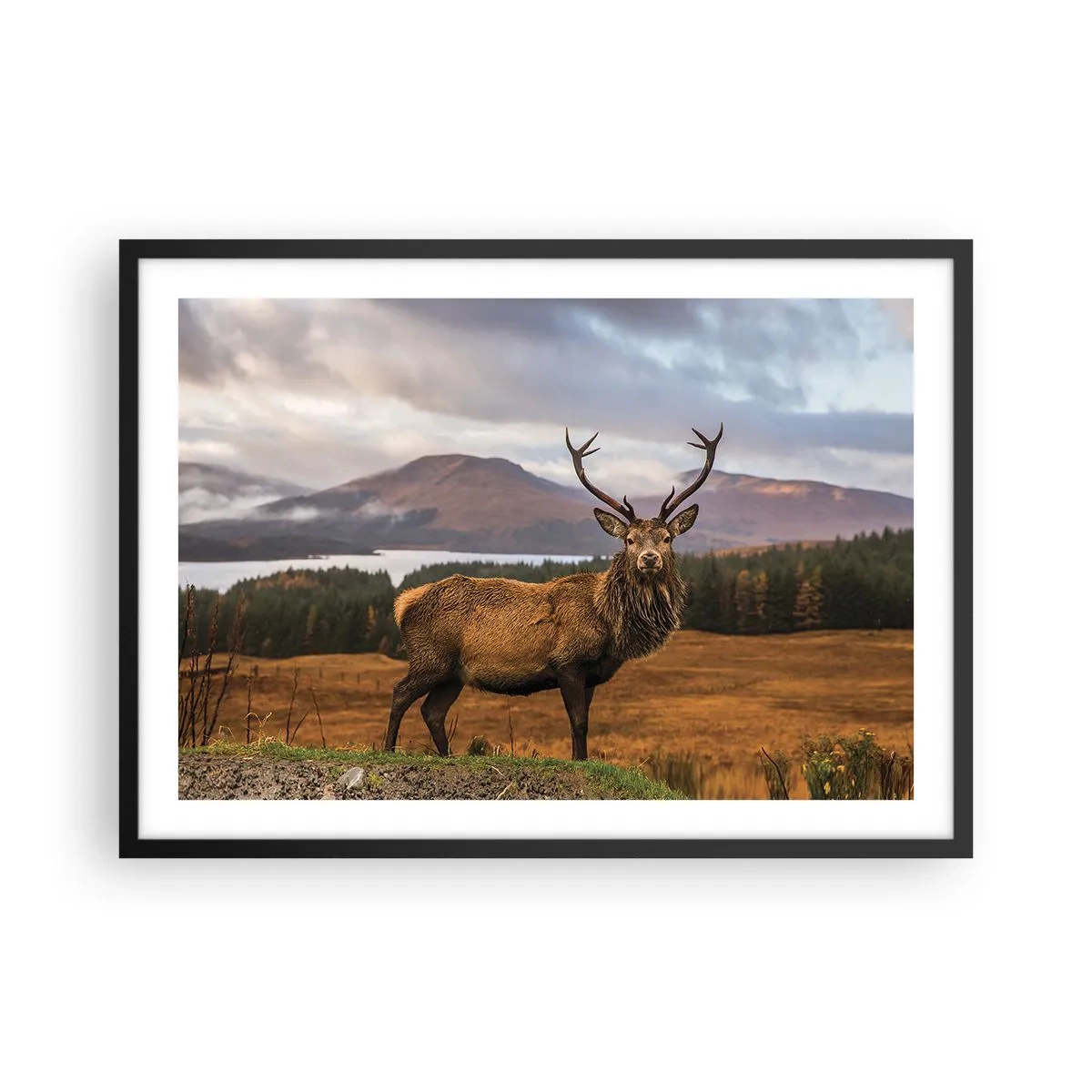 Plakat i sort ramme - Naturens majestæt - 70x50 cm