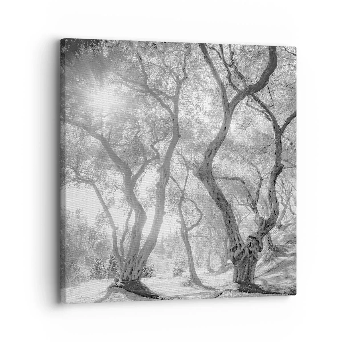 Lærredstryk - Billede på lærred - I en olivenlund - 30x30 cm