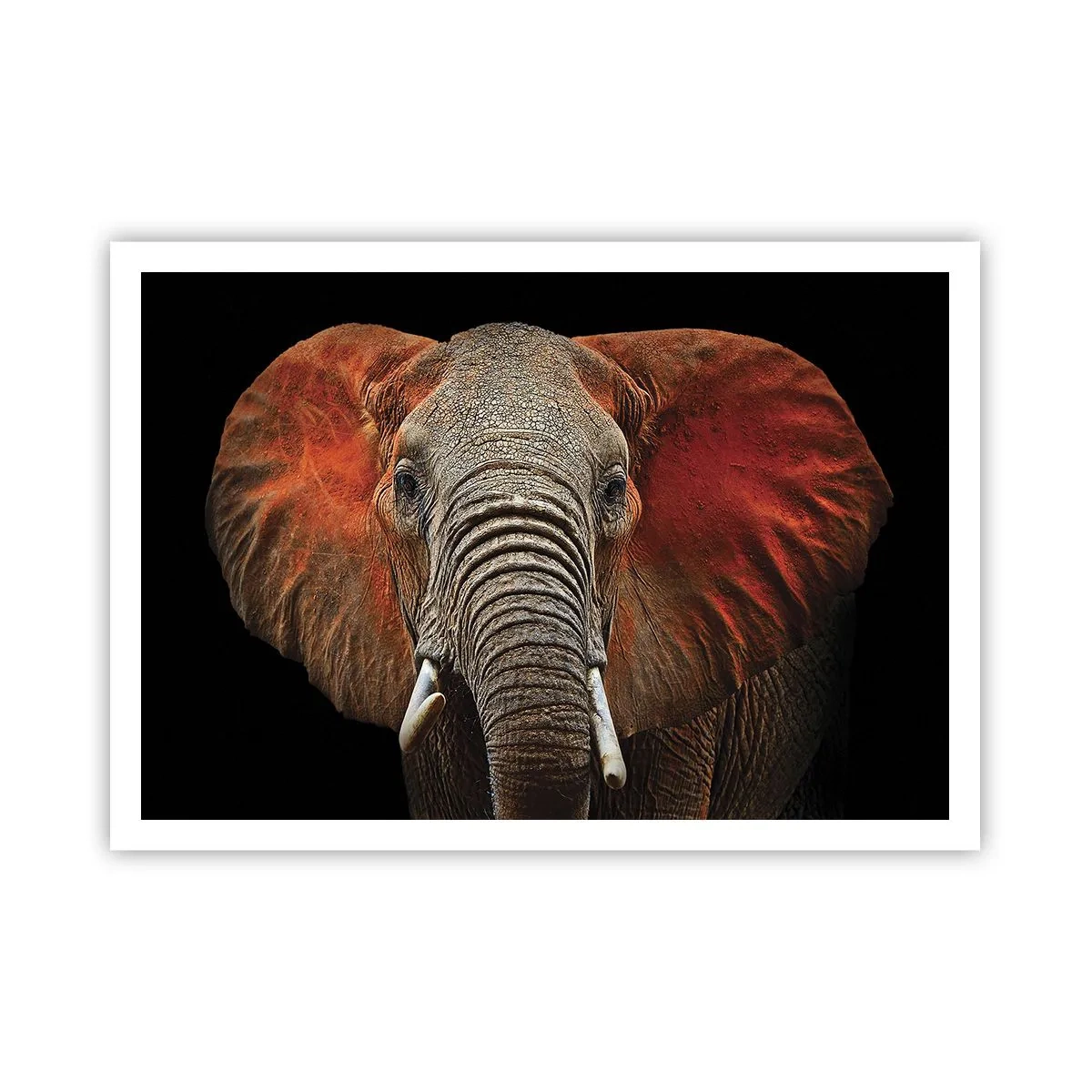 Plakat - Jeg er vild, er du? - 100x70 cm