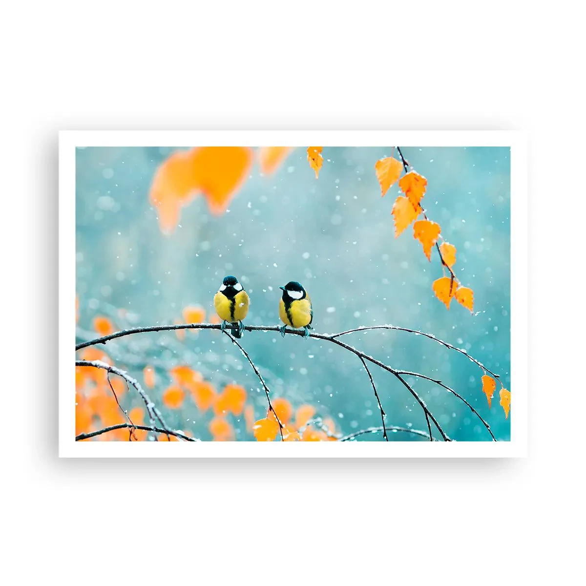 Plakat - Sladder om fugle - 100x70 cm