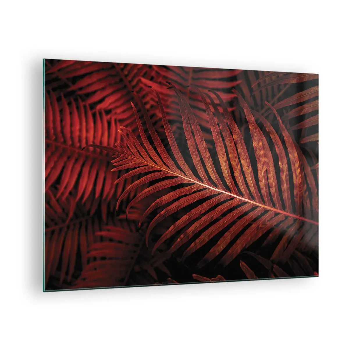 Billede på glas - Røde blade af en tropisk plante på en mørk baggrund - 70x50cm - Livets varme - Moderne vægdekoration til stue og soveværelse ARTTOR