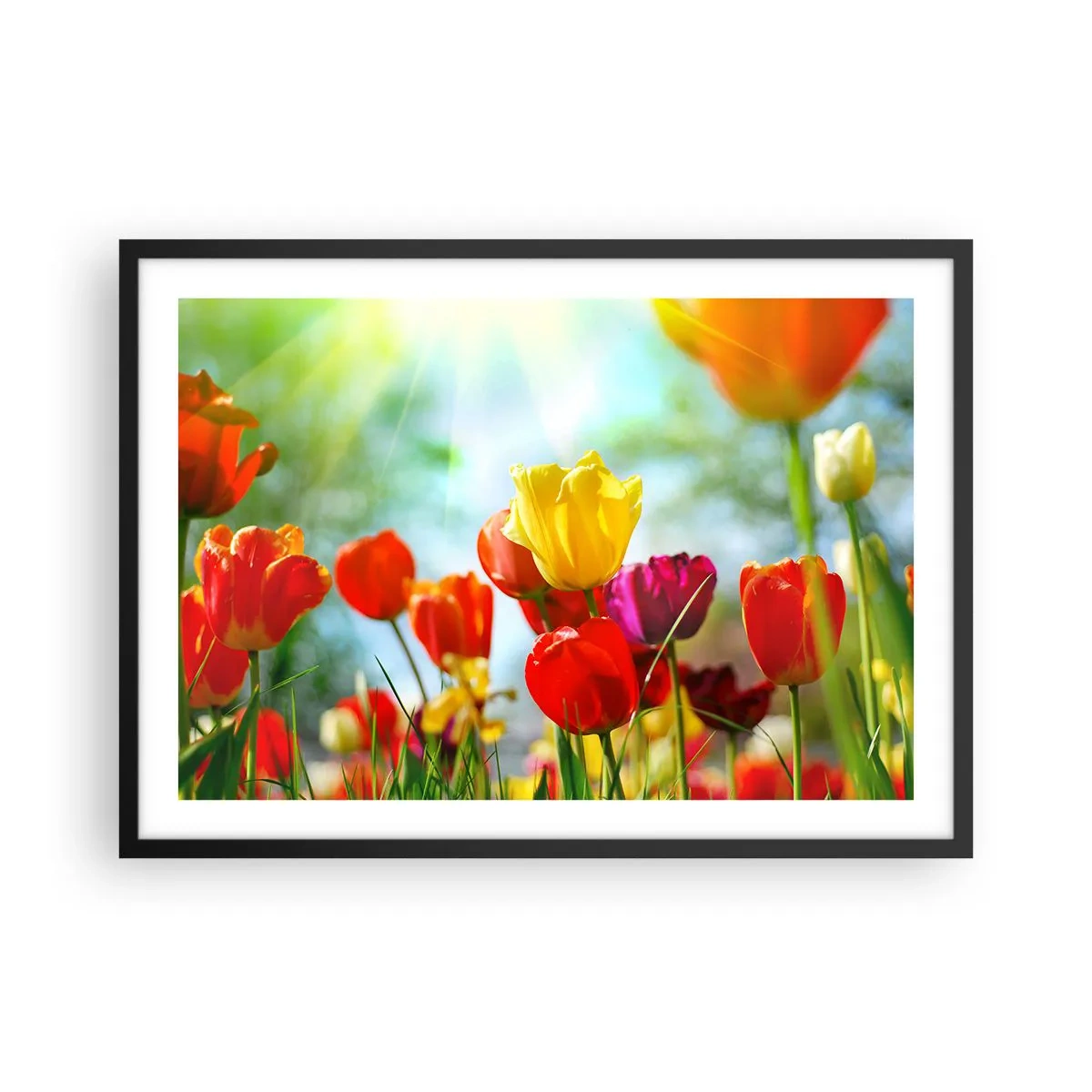 Plakat i sort ramme - Alle solens farver - 70x50 cm