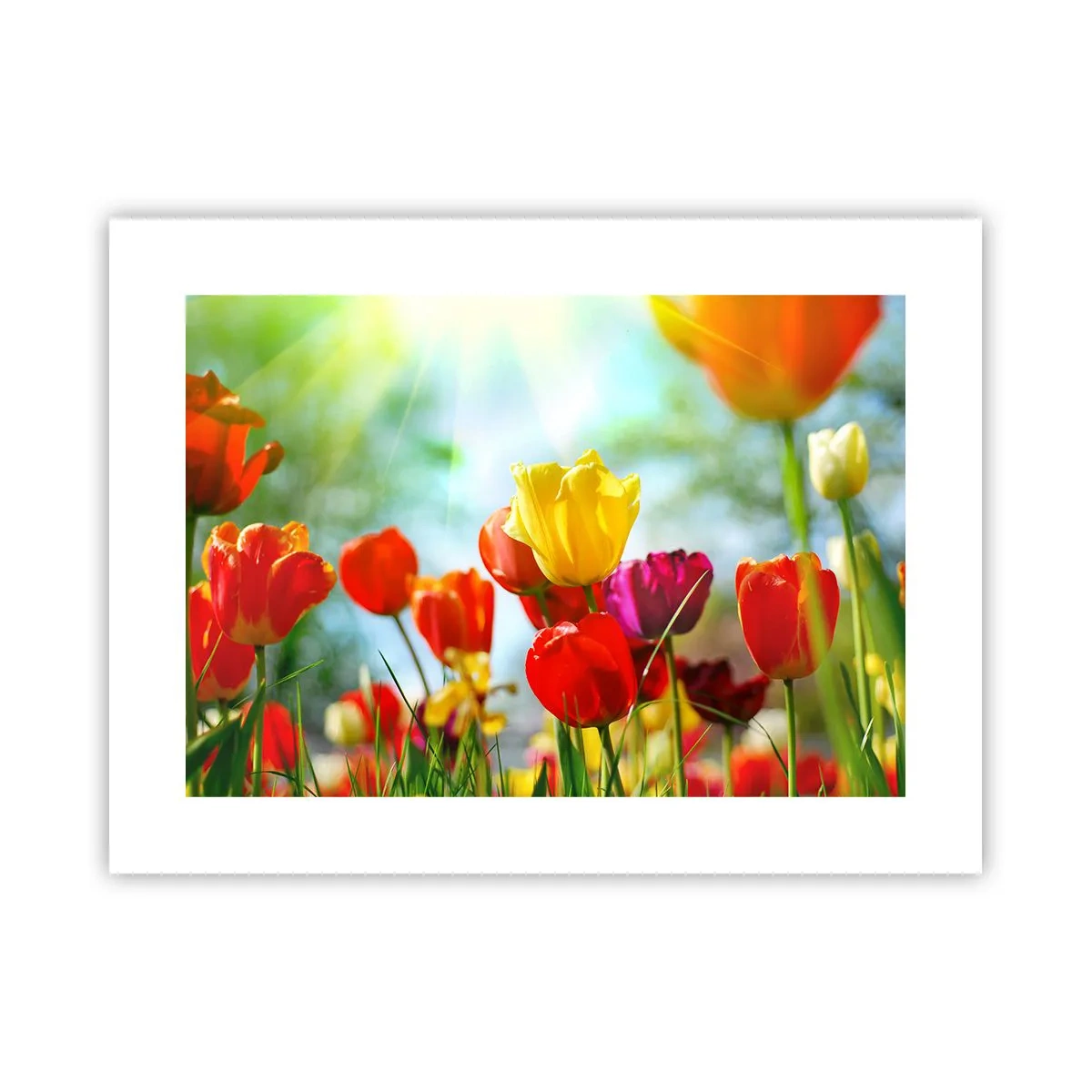 Plakat - Alle solens farver - 40x30 cm