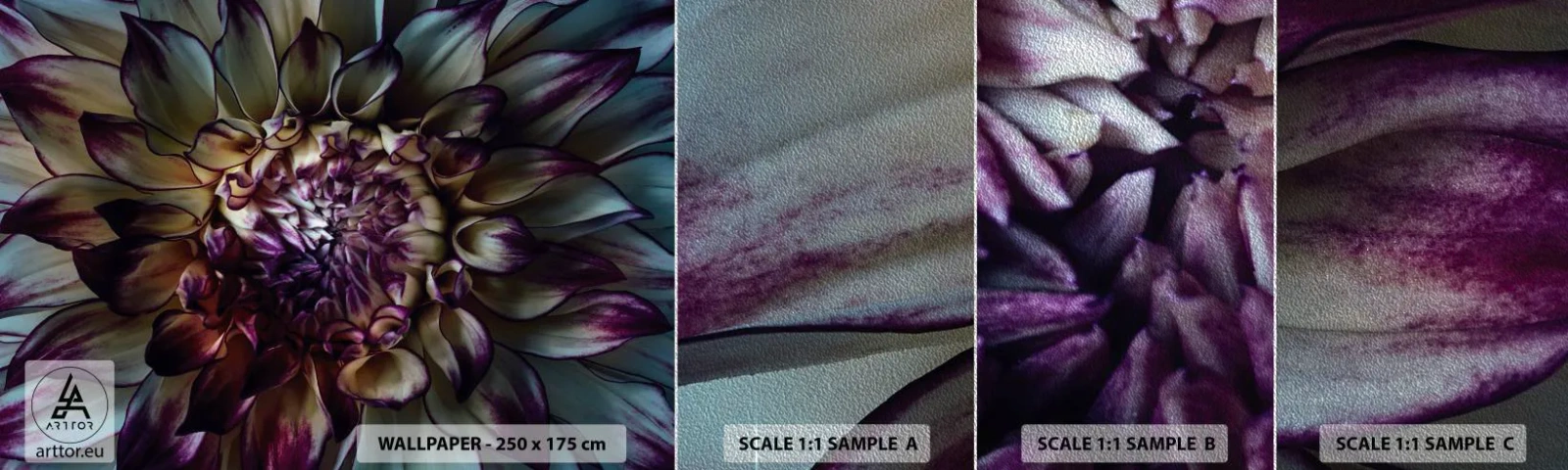 Prøve Fototapet Premium Sand - Ungdommens blomstring - Blomster, Dahlia, blomstrende blomst - 100x30 cm