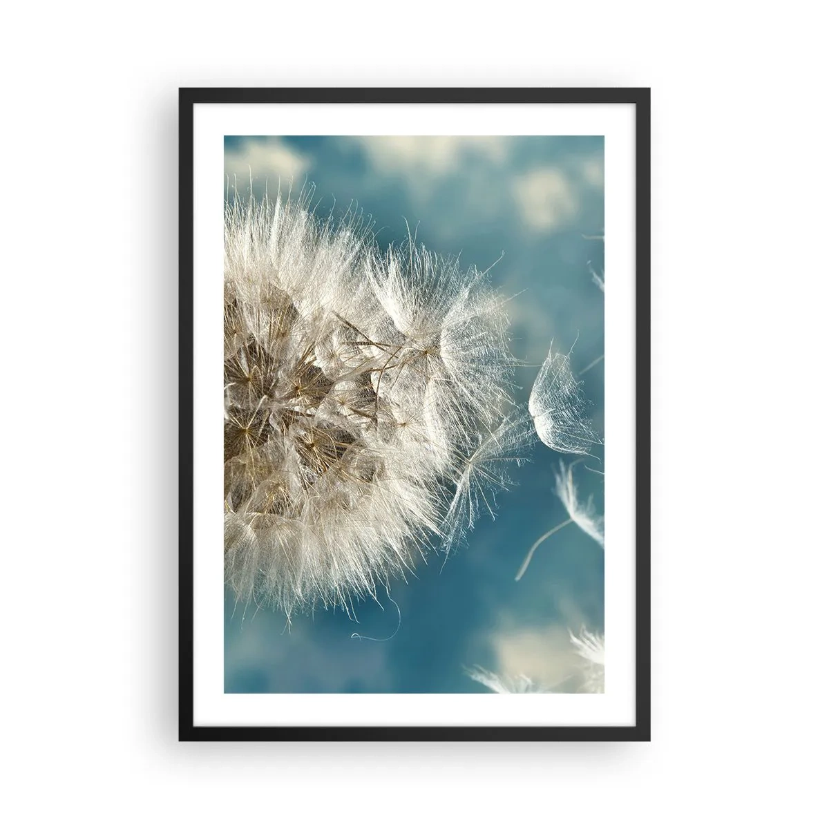 Plakat i sort ramme - Fine mælkebøttefrø på en blå baggrund - 50x70cm - En engels åndedræt - Moderne vægdekoration til stue og soveværelse ARTTOR