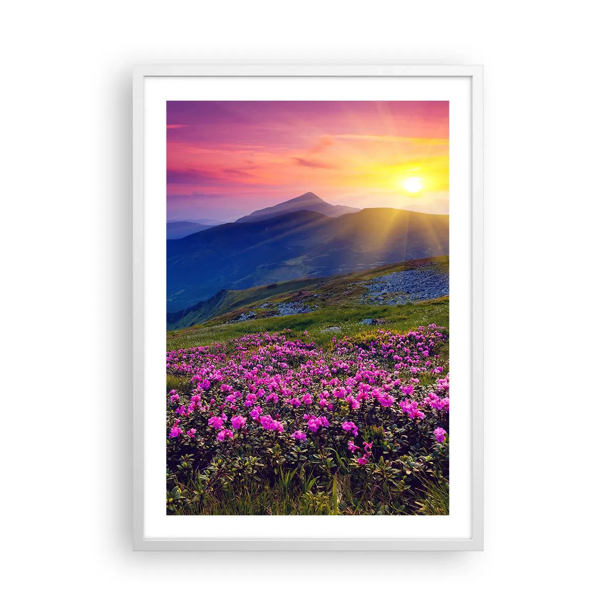 Plakat i hvid ramme - ... Og rundt omkring dufter det af fyrretræer og krydderurter - 50x70 cm