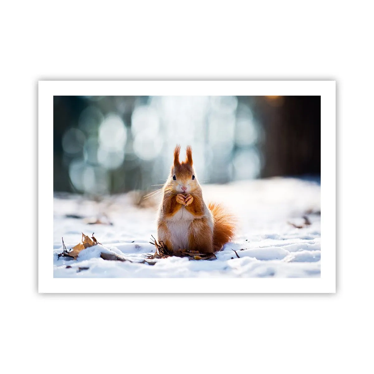 Plakat - Og hvad kigger du på? - 70x50 cm