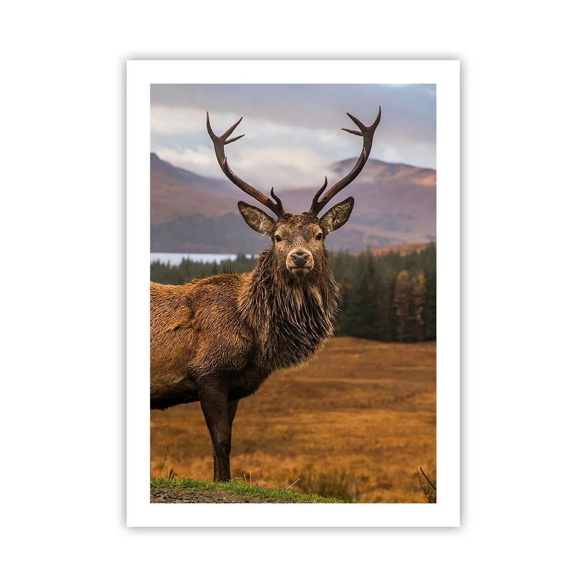 Plakat - Naturens majestæt - 50x70 cm