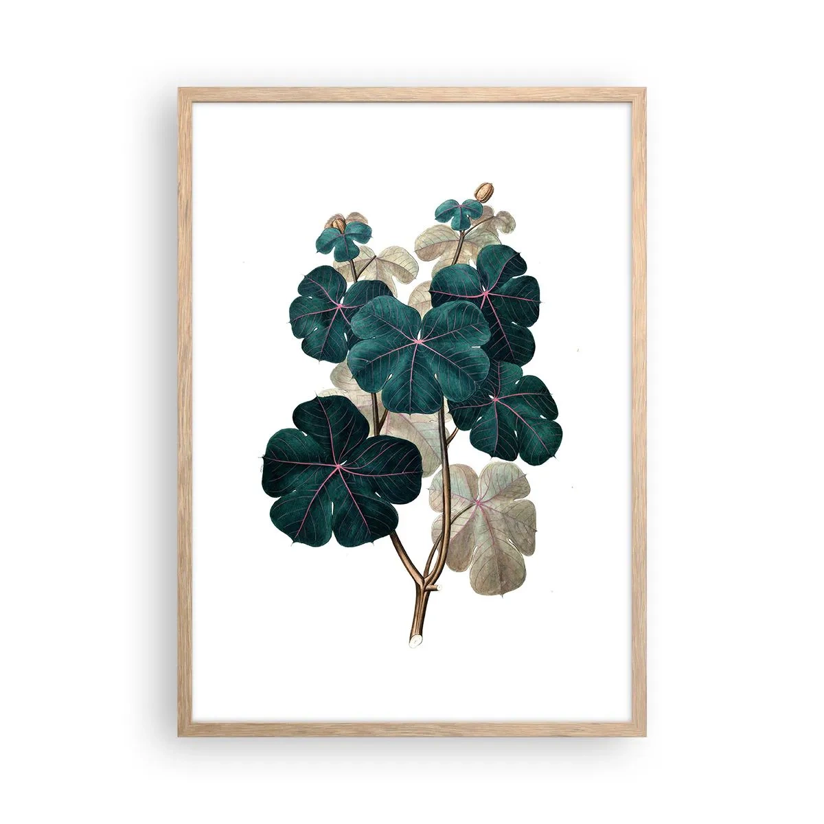 Plakat i ramme af lyst egetræ - Fra et gammelt herbarium - 50x70 cm