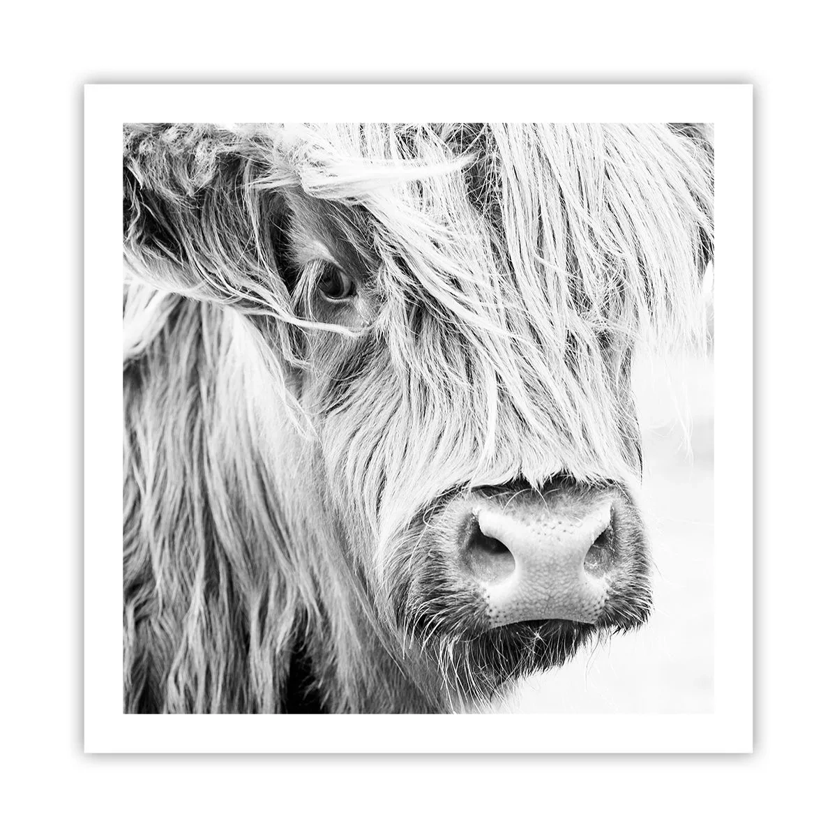 Plakat - Skotsk vildmark - 60x60 cm