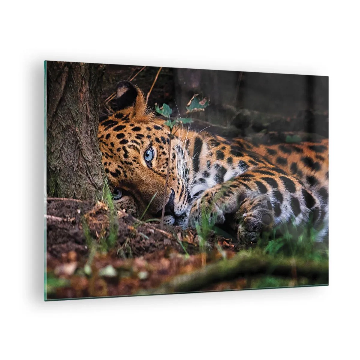 Billede på glas - En jaguar ligger på jorden og kigger roligt ind i kameraet. - 70x50cm - Stol på mig - Moderne vægdekoration til stue og soveværelse ARTTOR