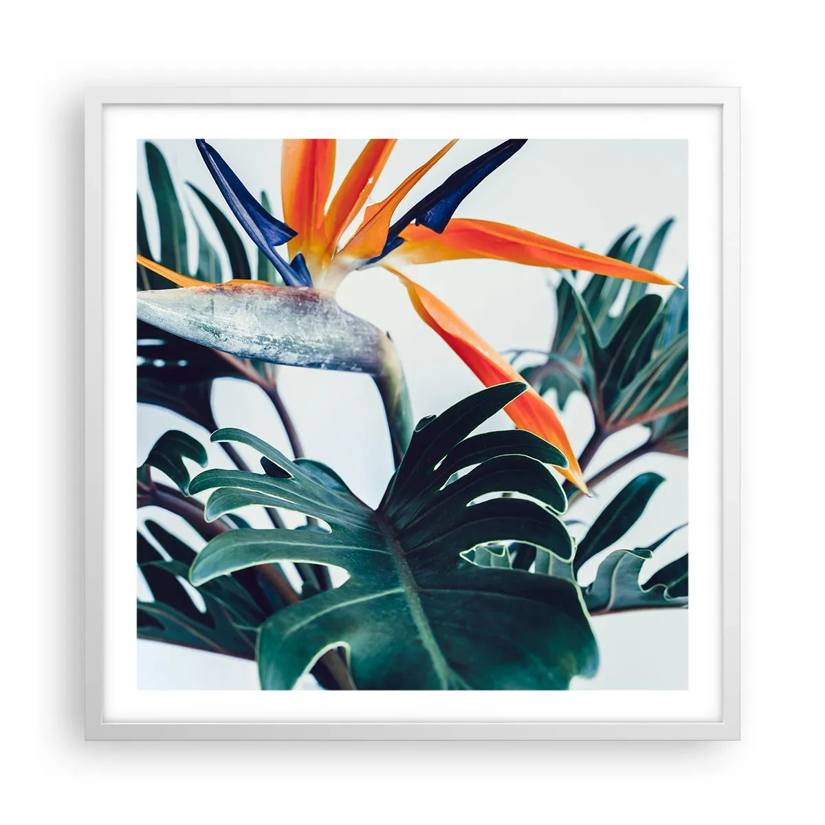 Plakat i hvid ramme - Fuglebur - 60x60 cm