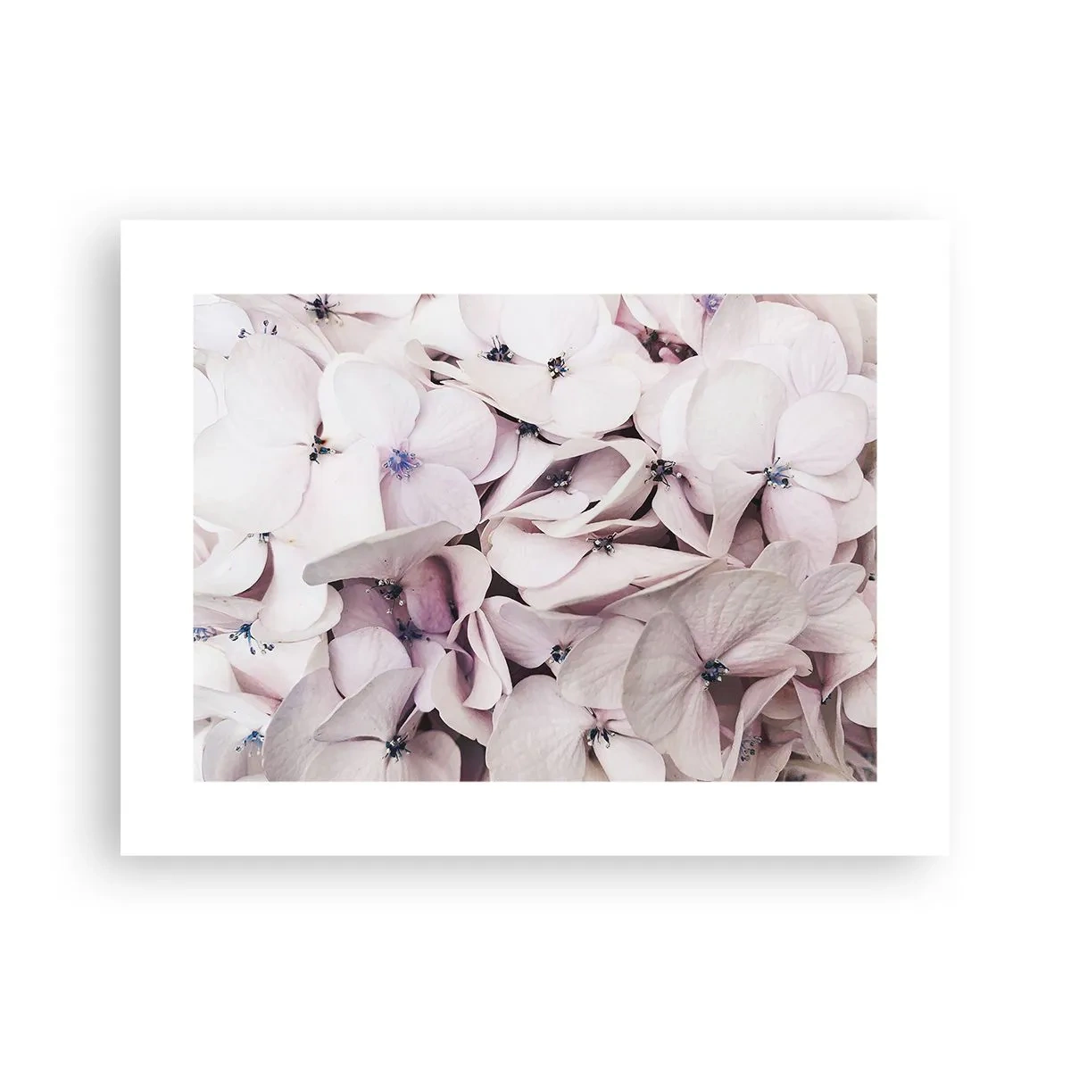 Plakat - I en flod af blomster - 40x30 cm