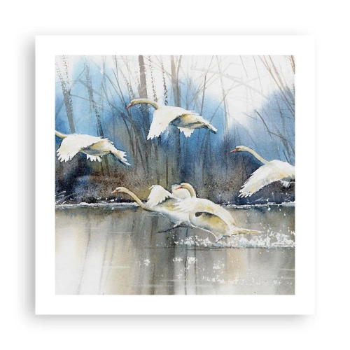Plakat - Som i en fortælling om vilde svaner - 50x50 cm