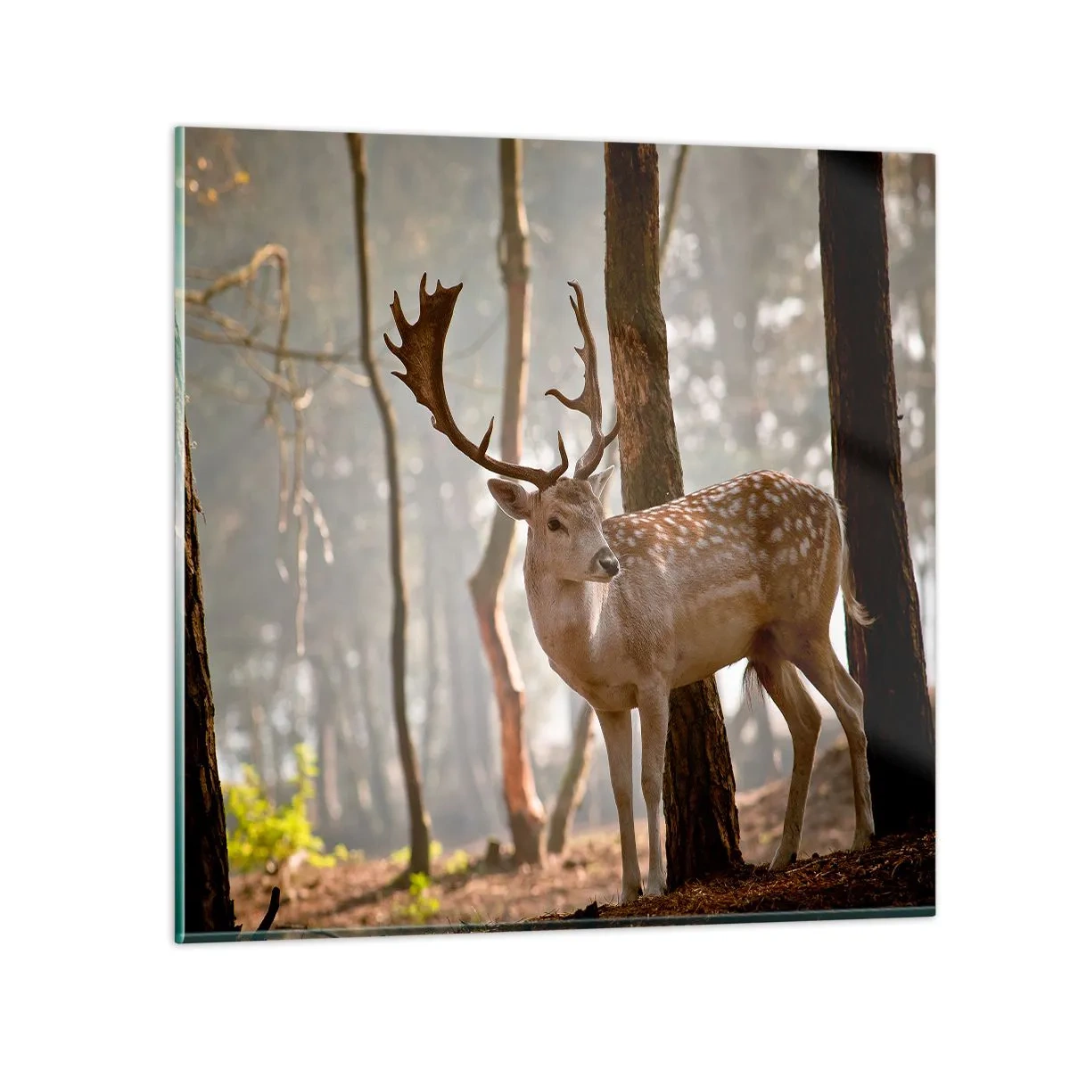 Billede på glas - Ungdommens lys - 60x60 cm