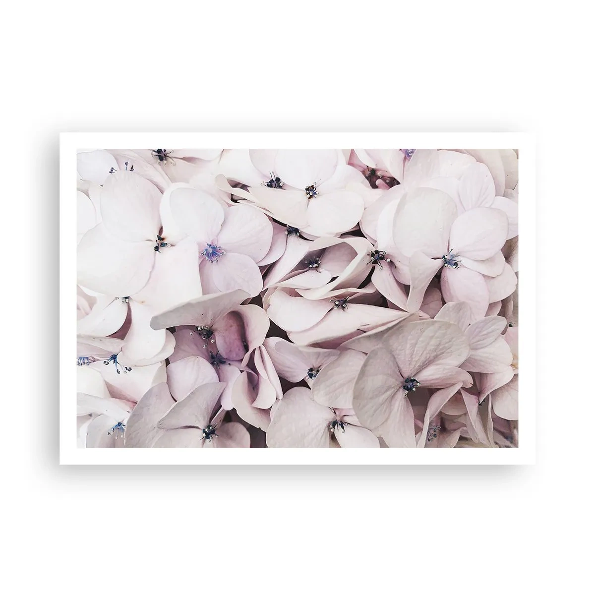 Plakat - I en flod af blomster - 100x70 cm