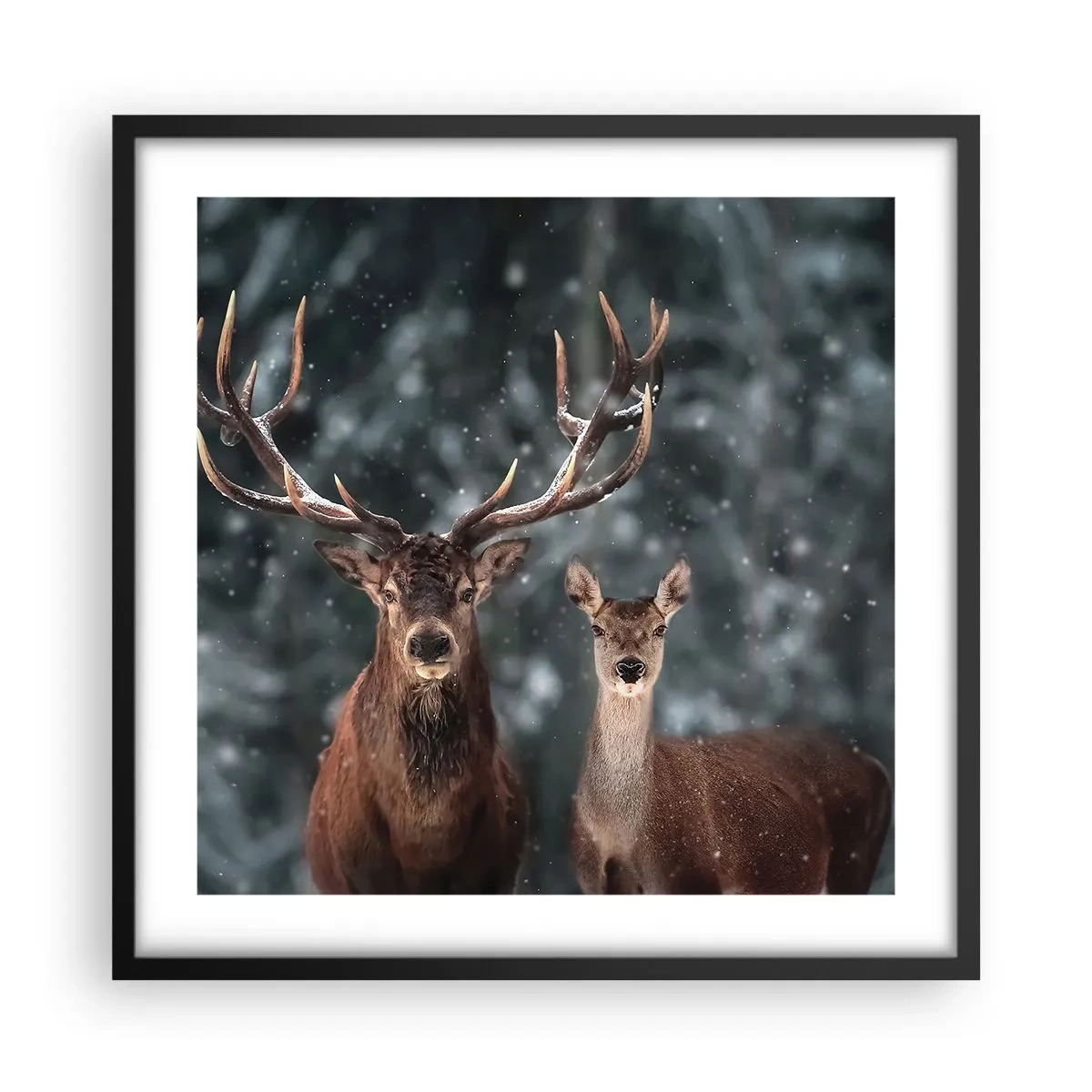 Plakat i sort ramme - Skovens herre og hans kone - 50x50 cm