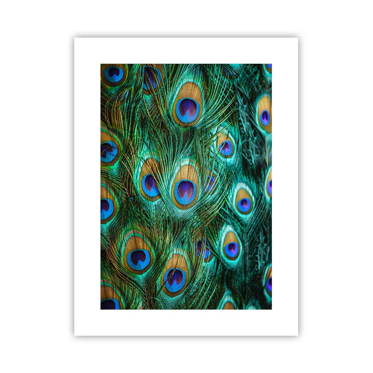 Plakat - En påfugls blik - 30x40 cm