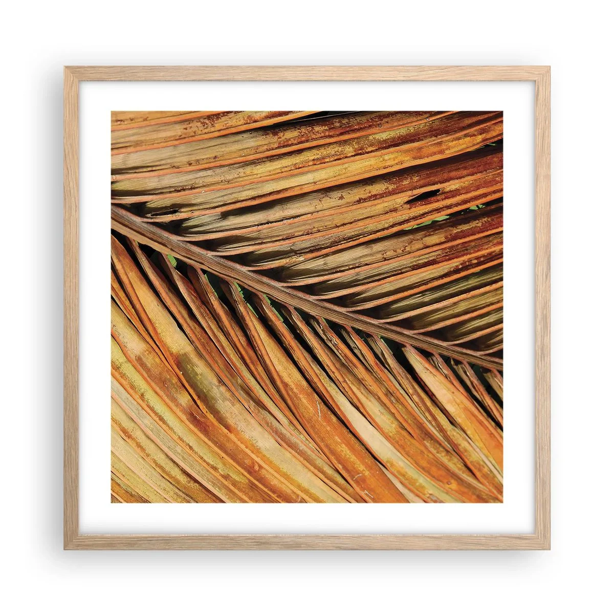 Plakat i ramme af lyst egetræ - Kokosnød guld - 50x50 cm