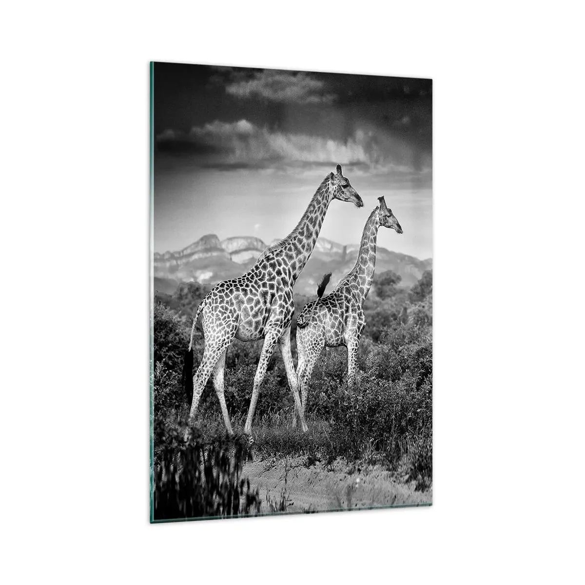 Billede på glas - Afrikas overklasse - 80x120 cm