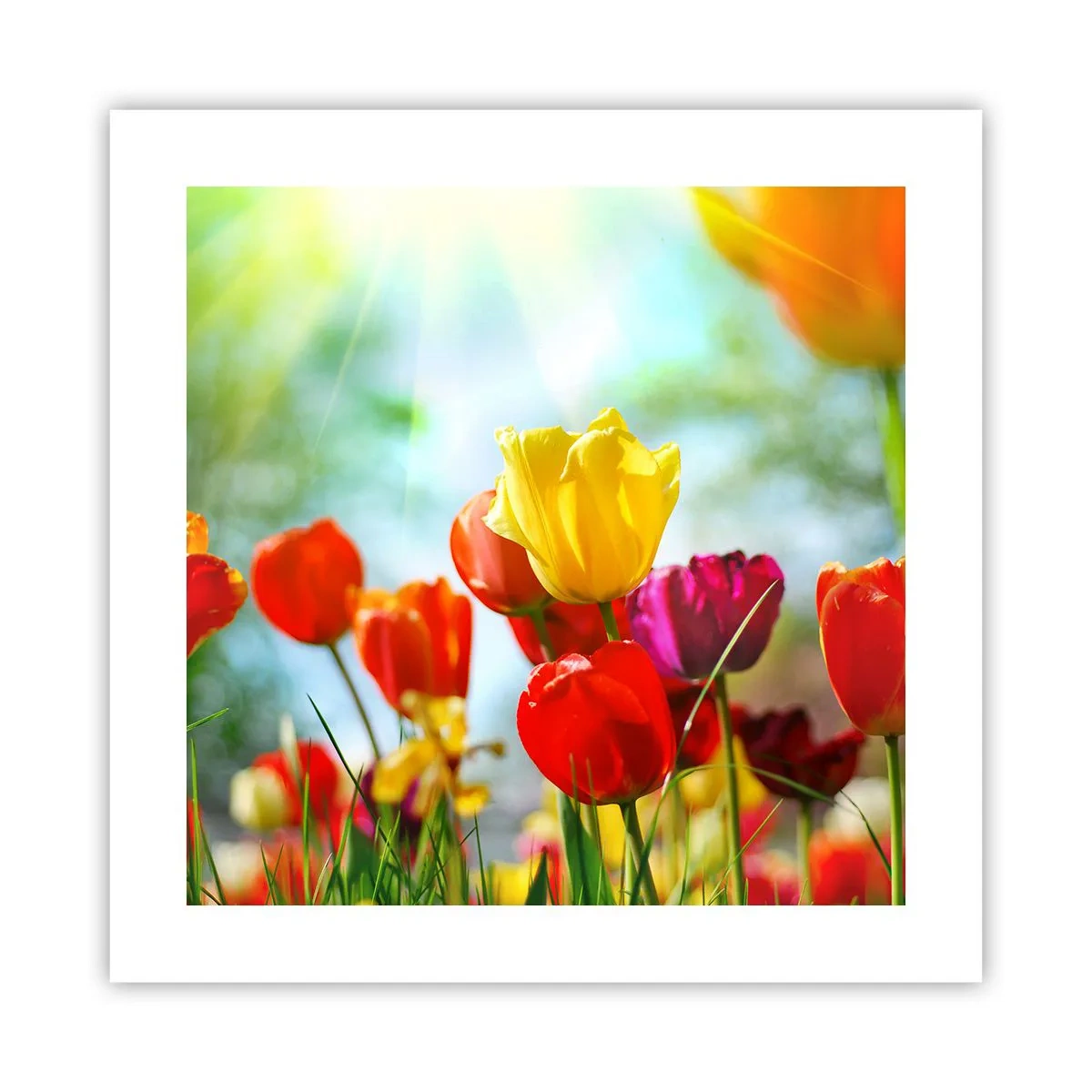 Plakat - Alle solens farver - 40x40 cm