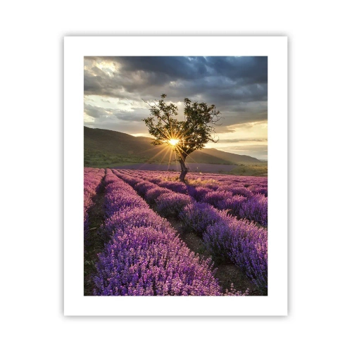 Plakat - Lilla aroma - 40x50 cm
