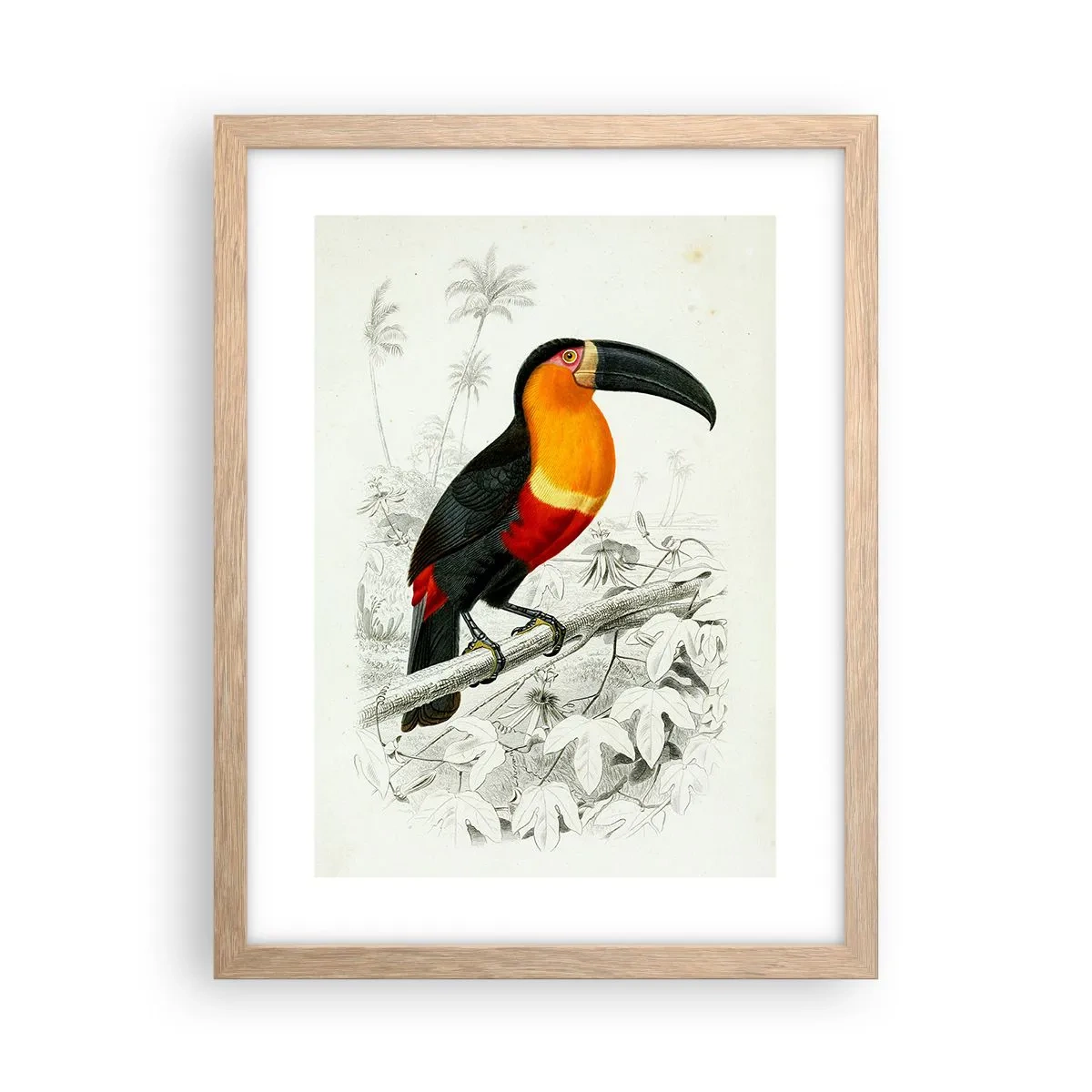 Plakat i ramme af lyst egetræ - Fuglefarver - 30x40 cm