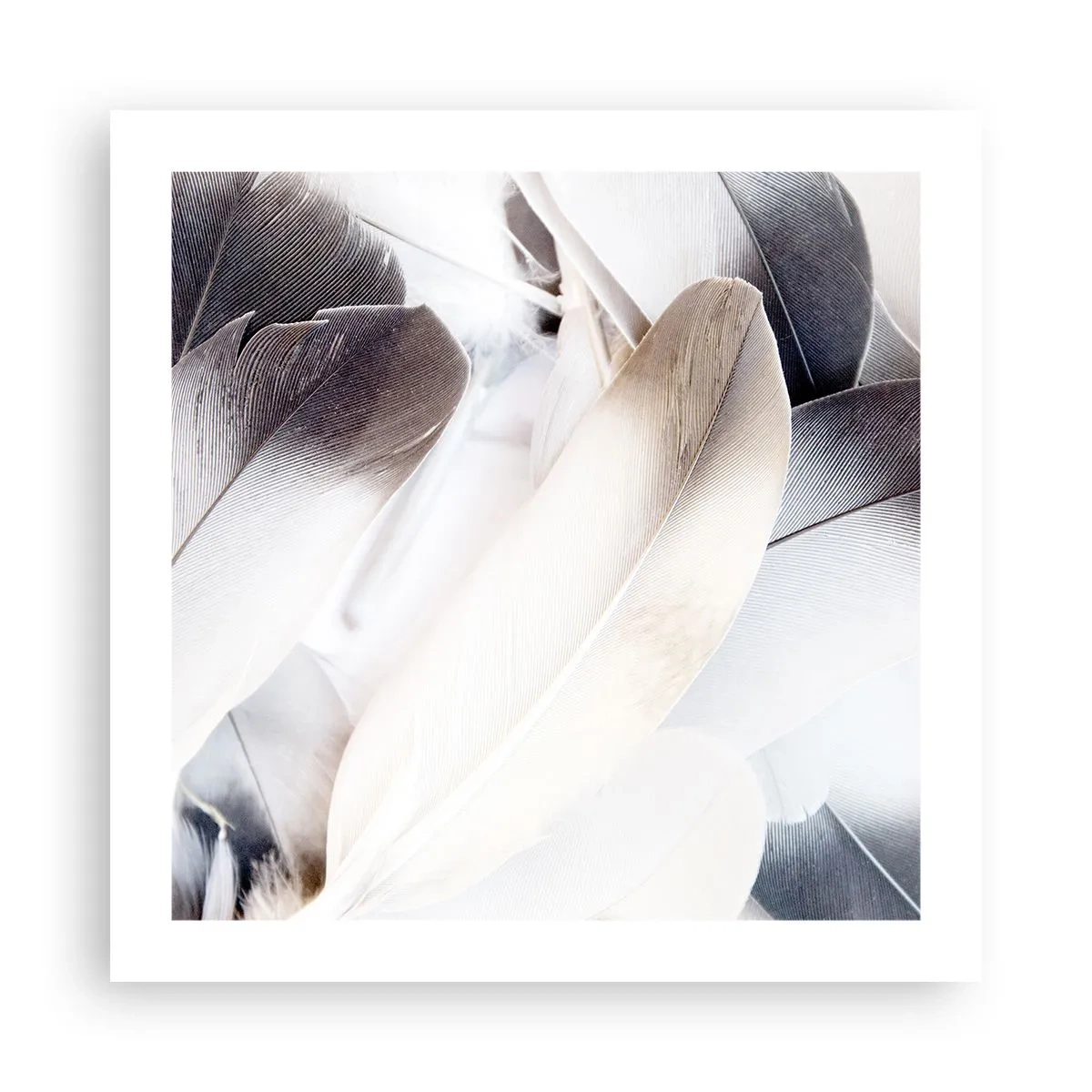 Plakat - Næsten engleagtig - 50x50 cm