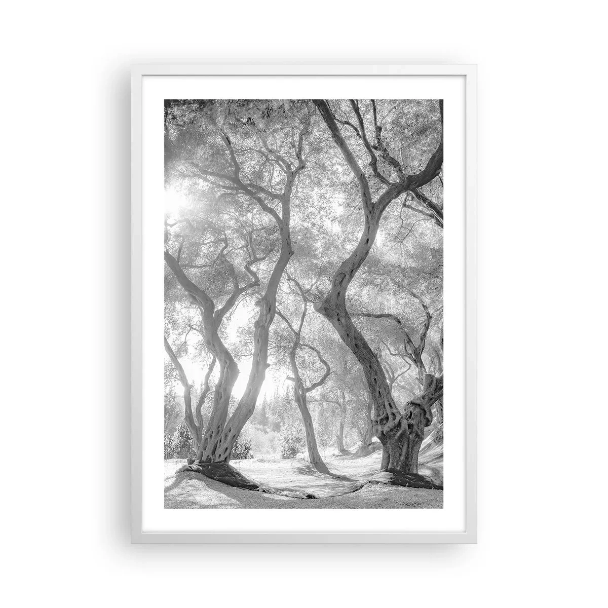 Plakat i hvid ramme - I en olivenlund - 50x70 cm