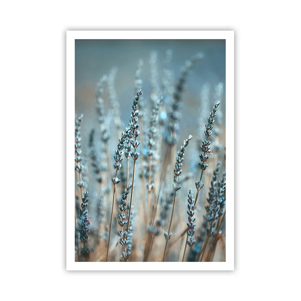 Plakat - Duftende plet - 70x100 cm