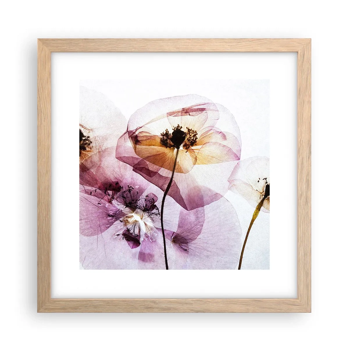 Plakat i ramme af lyst egetræ - Blomsterlegeme dias - 30x30 cm
