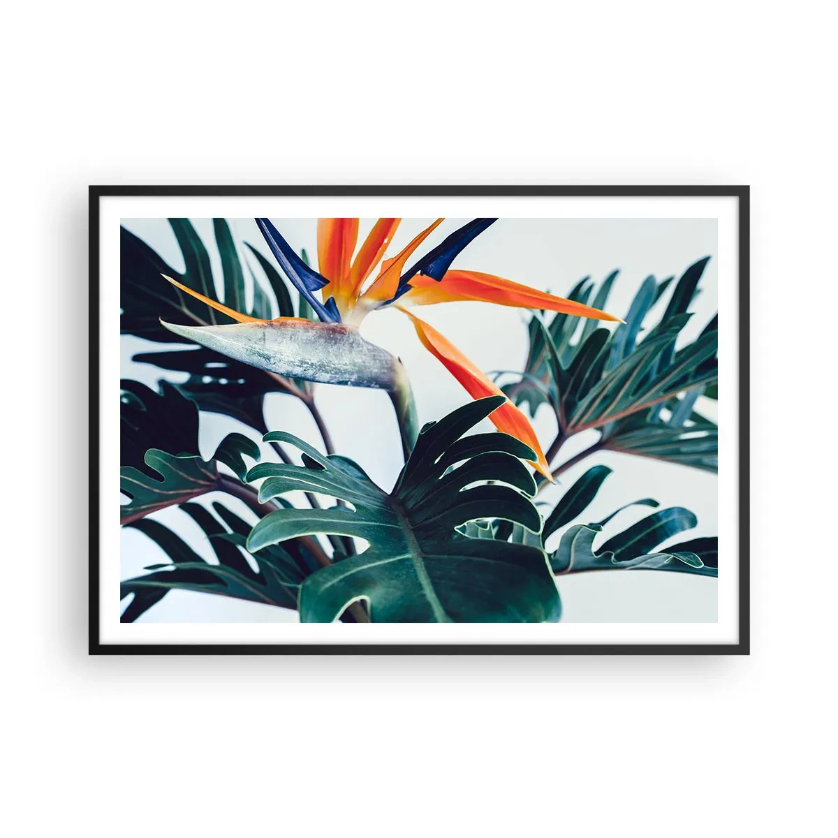 Plakat i sort ramme - Fuglebur - 100x70 cm