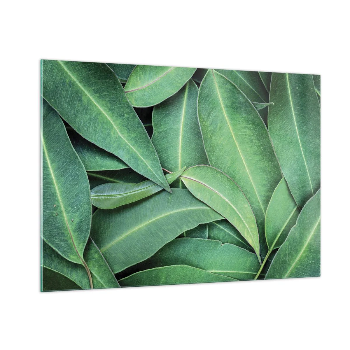 Billede på glas - Saftig og frisk - 100x70 cm