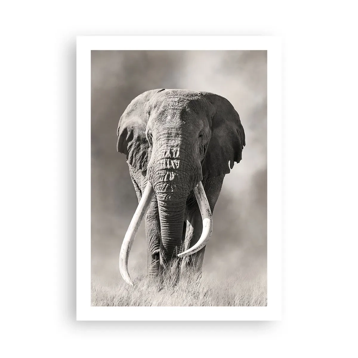 Plakat - Afrikansk patriark - 50x70 cm