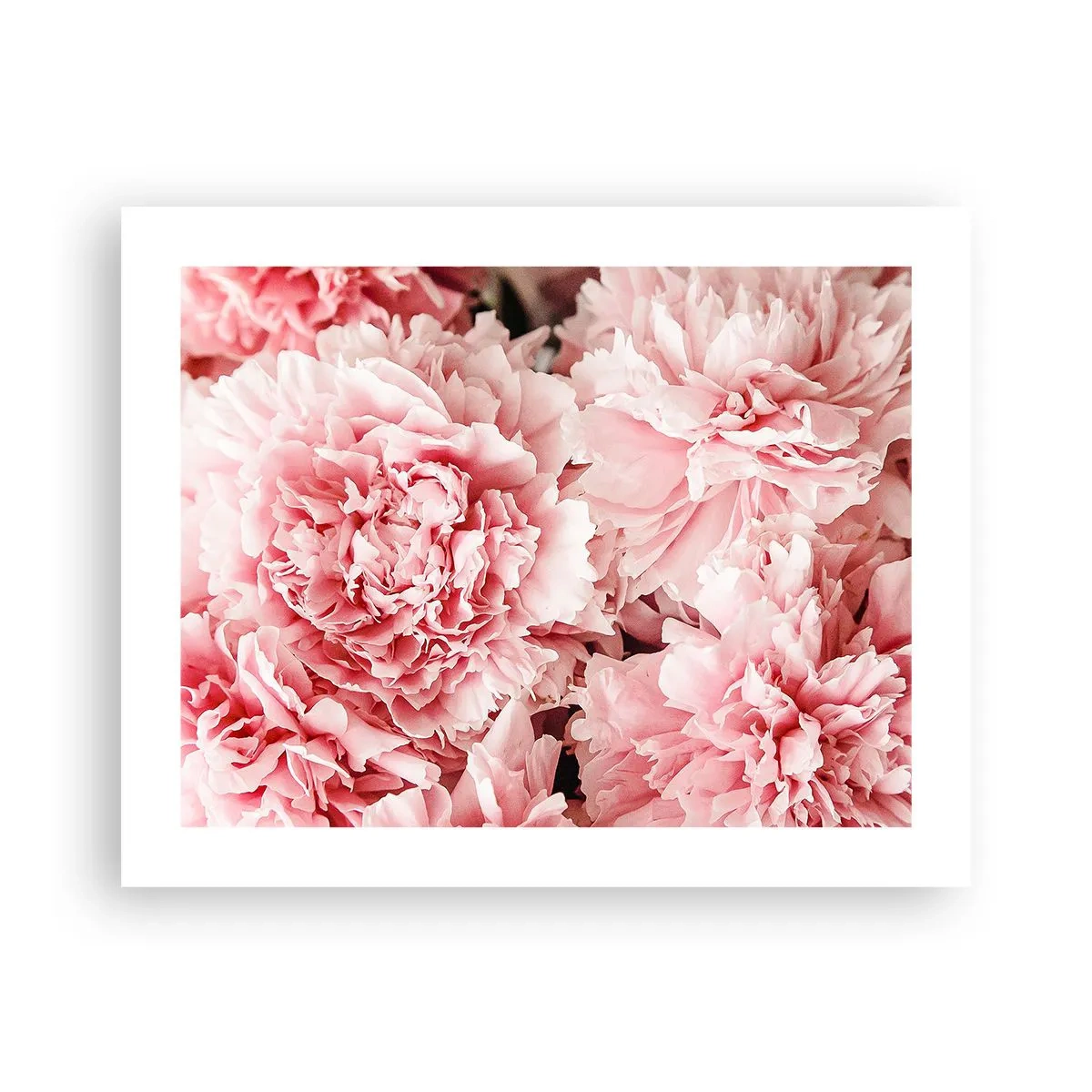 Plakat - Lyserød drøm - 50x40 cm