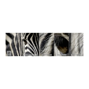 Prøve Fototapet Premium Sand - Stribet portræt - Dyr, Ribben, Afrika - 100x30 cm