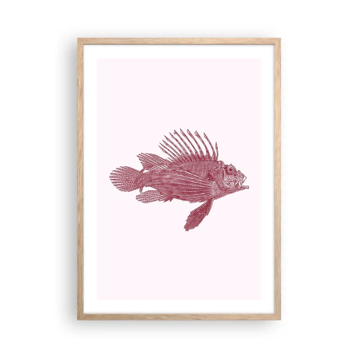 Plakat i ramme af lyst egetræ - En beboer i eksotiske farvande - 50x70 cm