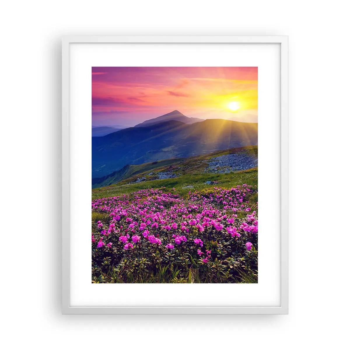 Plakat i hvid ramme - ... Og rundt omkring dufter det af fyrretræer og krydderurter - 40x50 cm