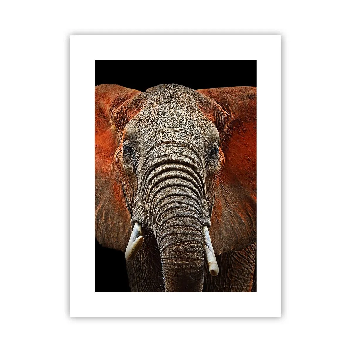 Plakat - Jeg er vild, er du? - 30x40 cm