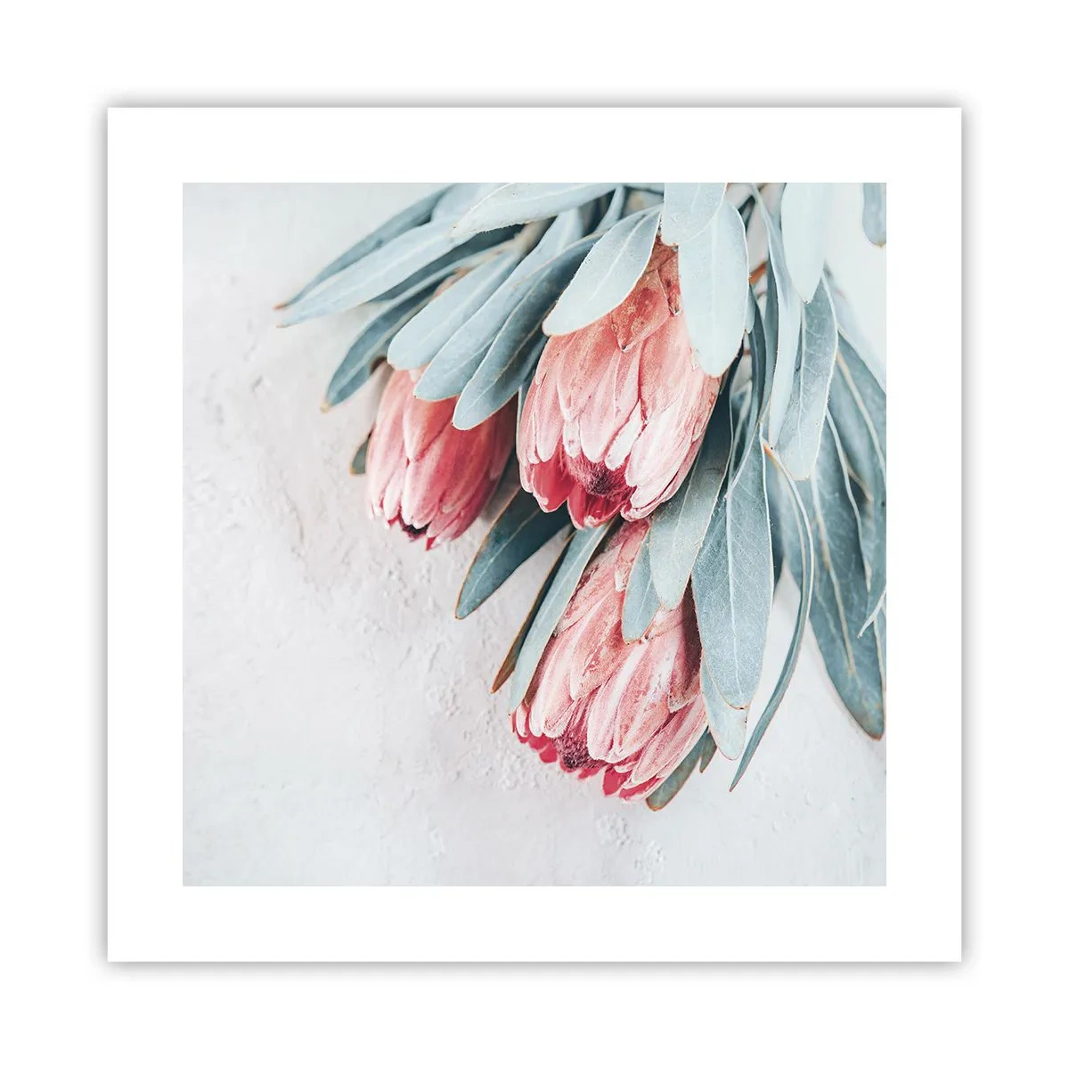 Plakat - Skammer sig over deres egen skønhed - 40x40 cm