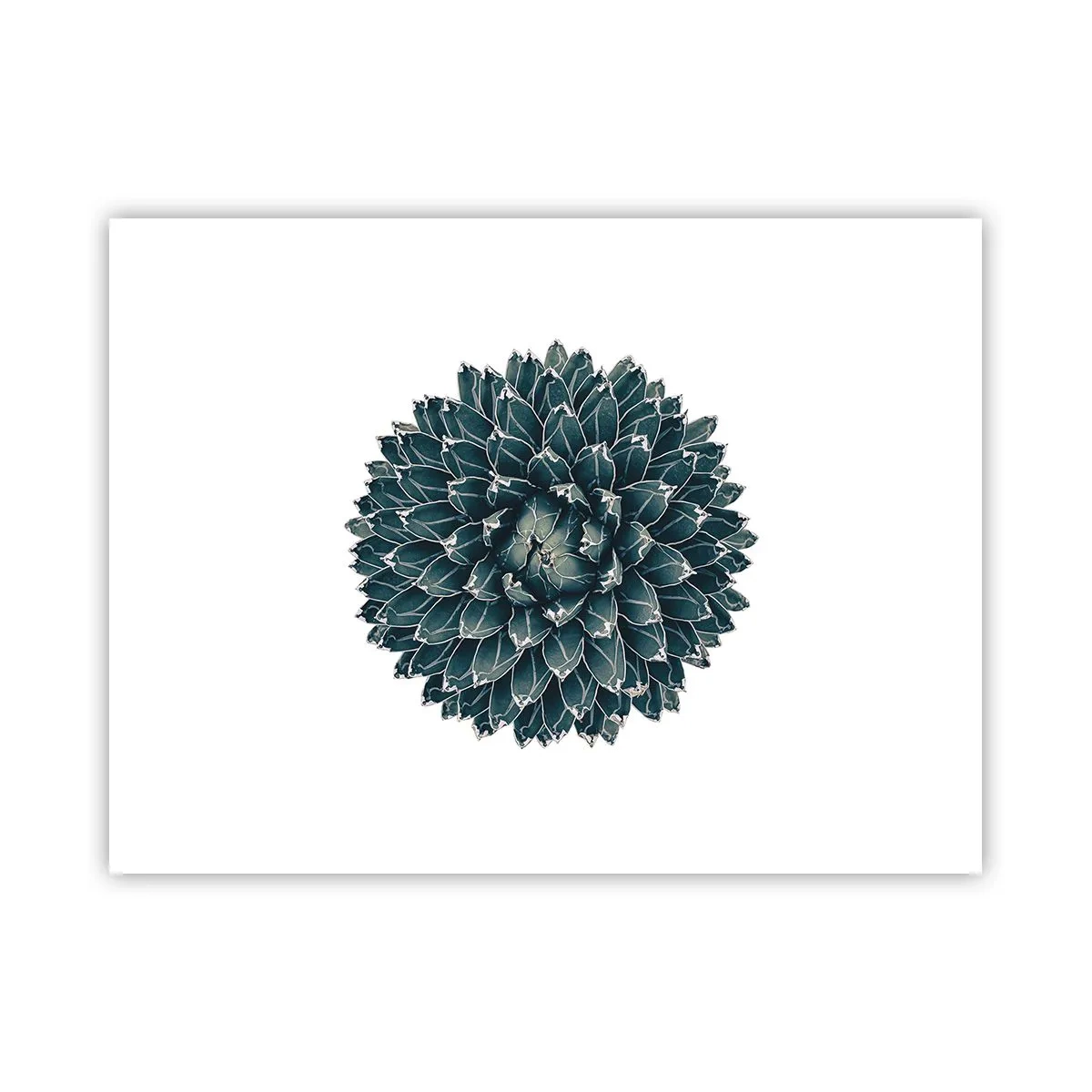 Plakat - Ørkenstjerne - 40x30 cm