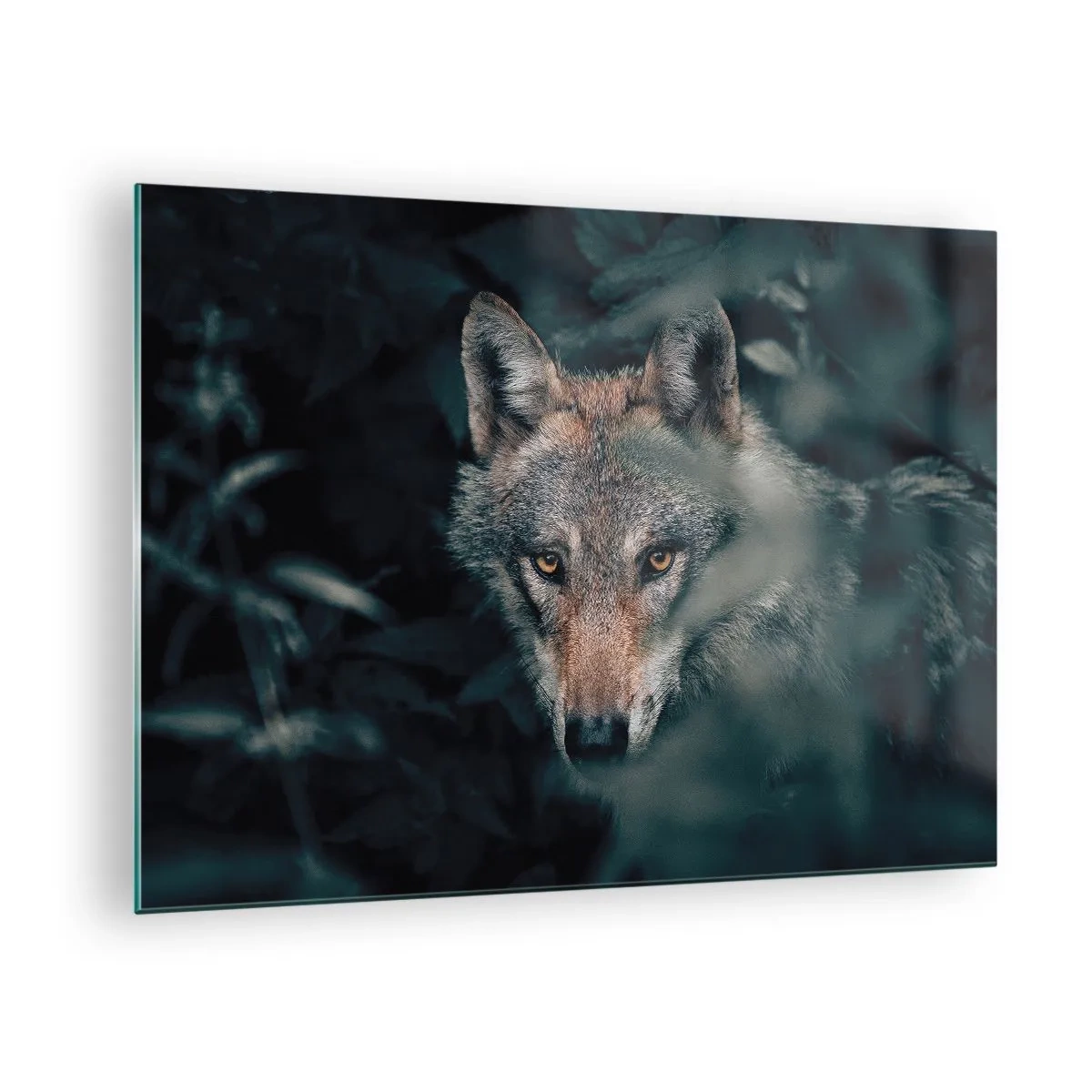 Billede på glas - En ulv holder årvågent øje med den fra sit skjulested i skovens krat - 70x50cm - Jæger - Moderne vægdekoration til stue og soveværelse ARTTOR