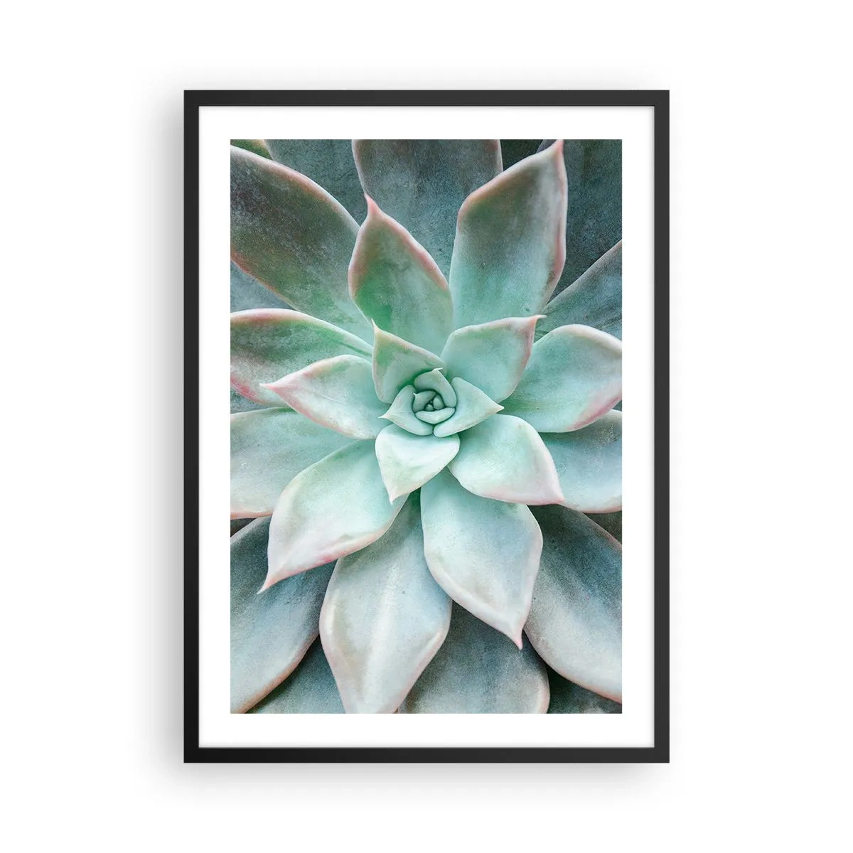 Plakat i sort ramme - Et nærbillede af de symmetriske blade af en sukkulent i grønne nuancer. - 50x70cm - Hjertet af ørkenen - Moderne vægdekoration til stue og soveværelse ARTTOR