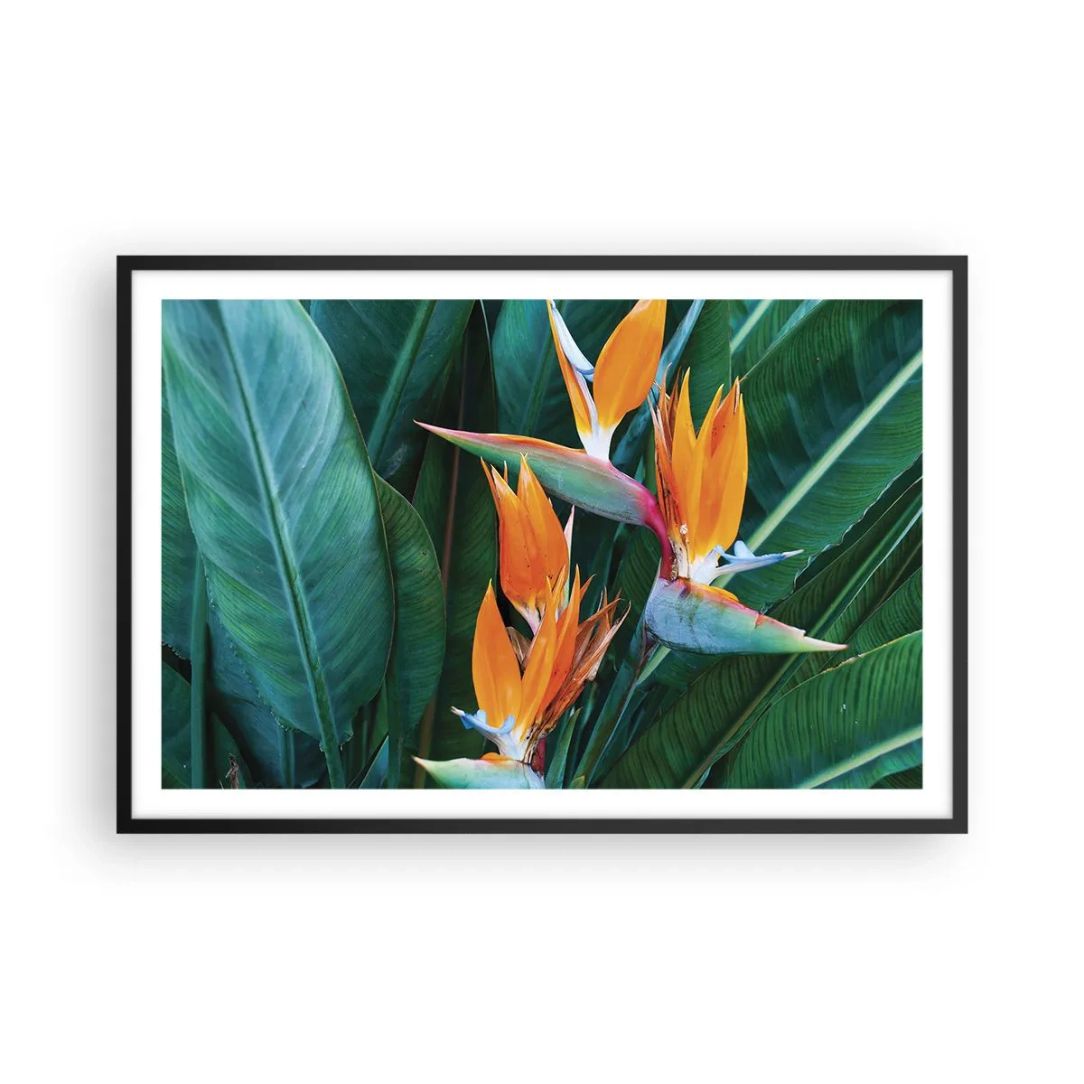 Plakat i sort ramme - Er det en blomst eller er det en fugl? - 91x61 cm